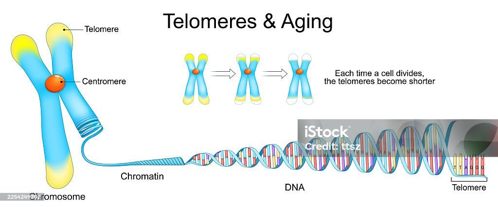 Longevity & Anti-Aging