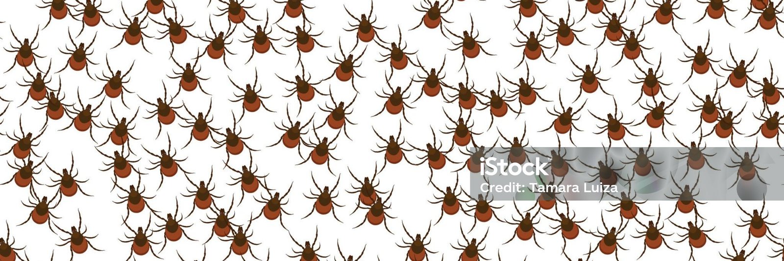 Lyme Disease